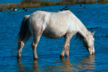 Young mare standing in the water . White horse drinking water 
