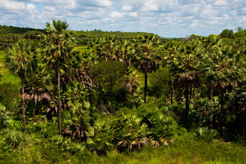 Fototapeta na wymiar carnauba forest (copernecia prunifera) in felipe guerra, rio grande do norte state, brazil