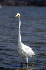 Wildlife and birds pelican egret while kayaking the Elkhorn Slough by Moss Landing and Monterey Bay Pacific Ocean