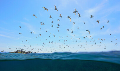 Colony of seabirds (Mediterranean gulls) flying in the sky seen from sea surface, Spain