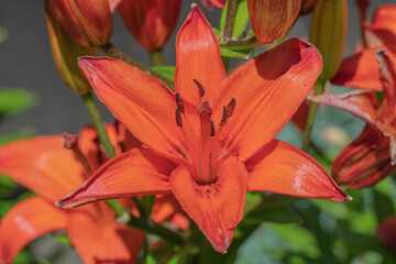 Red lily flowers close up