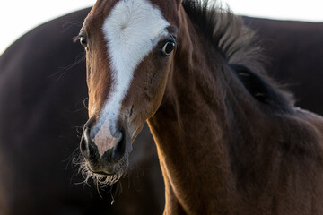 Fohlenportrait