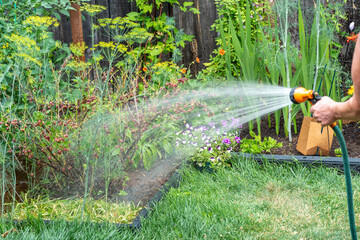 Watering gooseberries