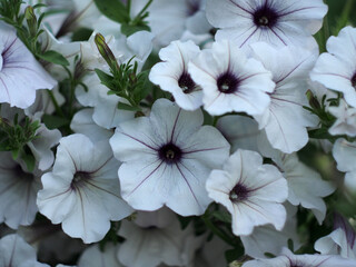 A lot of white with purple veins of petunia buds.