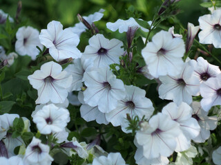 A lot of white with purple veins of petunia buds.