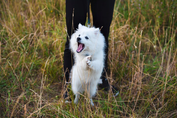 A young white dog during a walk with its owner behaves aggressively, standing on its two hind legs and barking at other dogs passing by
