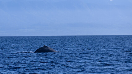 Humpback whale in the sea