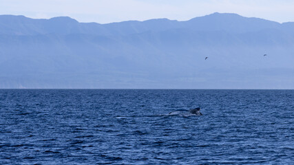 Fototapeta premium humpback whale tail in ocean with mountain range in background