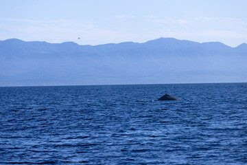 Fototapeta premium humpback whale breaching on calm day on ocean