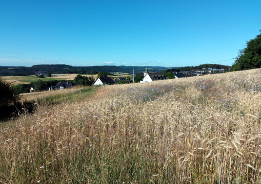 Wiese mit bl&uuml;henden Blumen vor gr&uuml;nen H&uuml;geln in der N&auml;he des Ortes Wanderath in der Vulkaneifel im Landkreis Mayen-Koblenz, Rheinland-Pfalz.