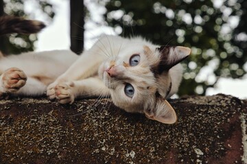 Glückskatze wilde Katze mit blauen Augen