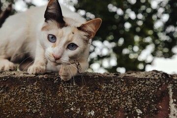 Glückskatze wilde Katze mit blauen Augen