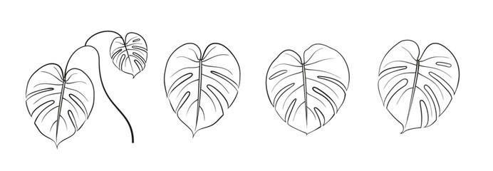 Set of different leaves monstera on white background. © Kotkoa