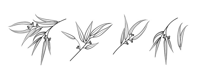 Set of differents eucalyptus branch on white background. Line art style with transparent background. © Kotkoa