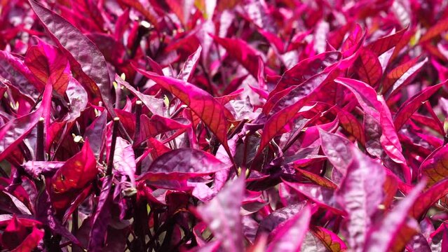 Red Aerva sanguinolenta (L.) Blume with a natural background
