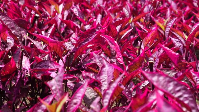 Red Aerva sanguinolenta (L.) Blume with a natural background