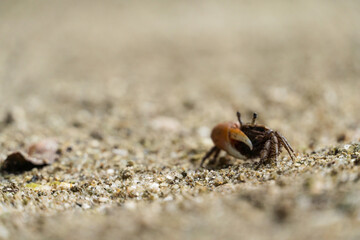 Very small crab in the wild. Region close to the lagoon and mangrove. Selective focus
