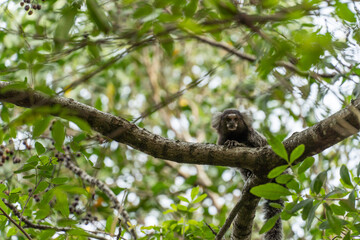 Lion tamarin in the tree watching. Park in Rio de Janeiro, Brazil. Free monkey in the wild