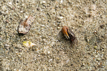 Very small crab in the wild. Region close to the lagoon and mangrove. Selective focus