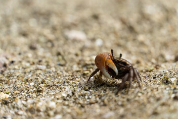 Very small crab in the wild. Region close to the lagoon and mangrove. Selective focus