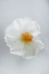 Creative background with flowers. A white flower with a yellow middle on a light background in a blur filter