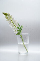 White lupine flowers stand in a glass of water in a white room on a light background