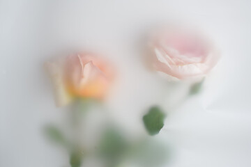 Two pink tender roses in abstract blur filter on light background, image for adding text or cover
