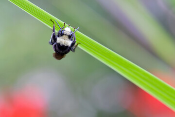Yellow Face Bumblebee 01