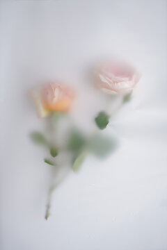Gentle romantic composition with flowers. Two pink roses in abstract blur filter on light background, image for adding text or cover