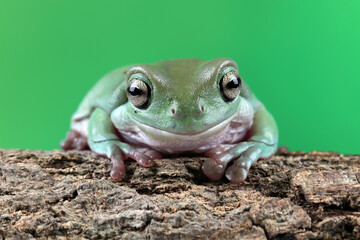 Beautiful tree frog on a wood, dumpy frog