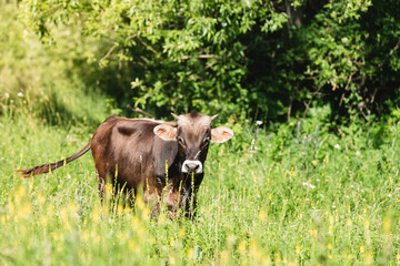 calf in the meadow.