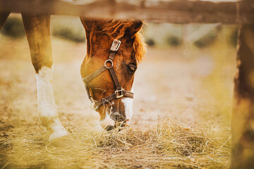 Portrait of a beautiful sorrel horse with a curly mane eating hay while standing in a paddock with...