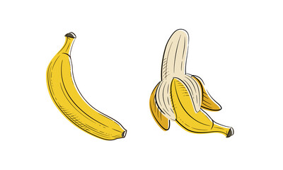 Banana's sketch isolated on white background. Banana vintage doodle icons. Vector illustration