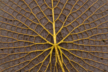 South America flora. Closeup view of a Victoria cruziana giant leaf underside. Beautiful nerves and thorns texture and pattern.