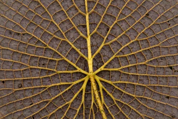 Foto op Canvas South America flora. Closeup view of a Victoria cruziana giant leaf underside. Beautiful nerves and thorns texture and pattern. © Gonzalo