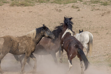 Wild Horse Stallions Fighting in the Utah Desert