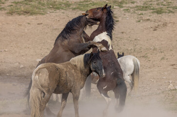 Wild Horse Stallions Fighting in the Utah Desert