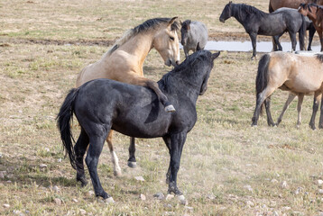 Wild Horse Stallions Fighting in the Utah Desert