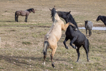 Wild Horse Stallions Fighting in the Utah Desert