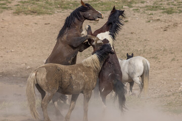 Wild Horse Stallions Fighting in the Utah Desert