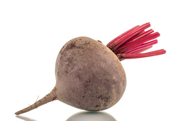 One sweet red beet, close-up, on a white background.