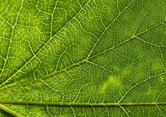 Green leaf with veins close up