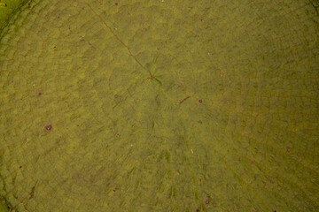 Botany. Aquatic plants. Closeup view of Victoria cruziana, also known as Giant royal Water Lily, green leaf texture and pattern.