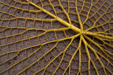 South America flora. Closeup view of a Victoria cruziana giant leaf underside. Beautiful nerves and thorns texture and pattern.