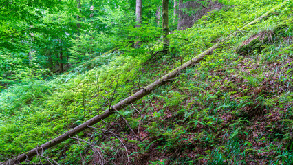 A fallen tree in a mixed forest
