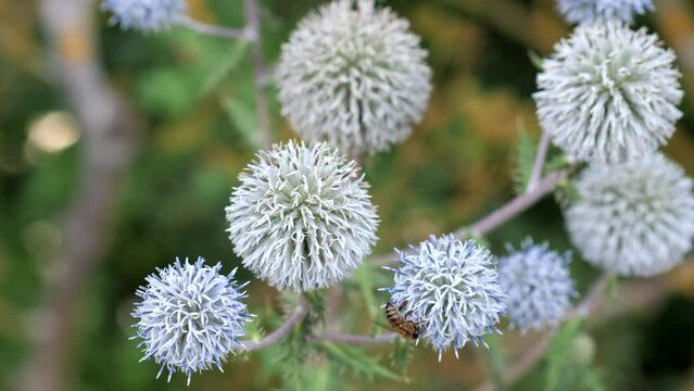 echinops in the wild the bee flies over these plants. High quality 4k footage