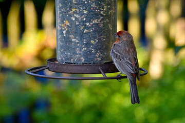 Rose Breast Finch 02