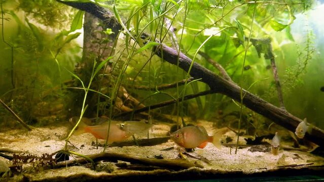 European bitterling, sunbleak live together in planted temperate European coldwater river biotope aquarium, adult wild fish male show natural spawning behaviour and vivid colors in captive