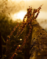 Sunrise at the river