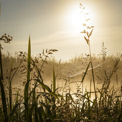 Sunrise at the river